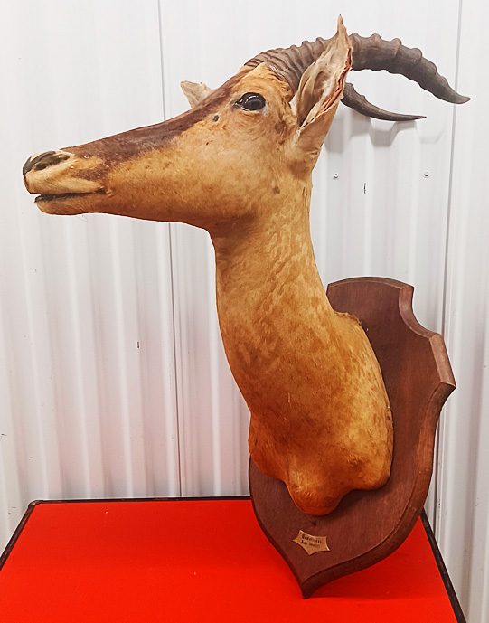 Rare Vintage West African Shoulder Mount Antelope Deer Taxidermy