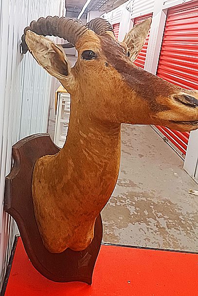 Rare Vintage West African Shoulder Mount Antelope Deer Taxidermy — photo 2