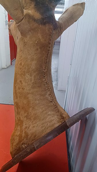 Rare Vintage West African Shoulder Mount Antelope Deer Taxidermy — photo 3