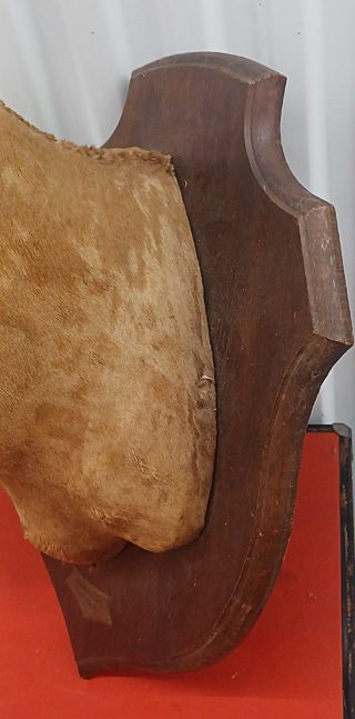 Rare Vintage West African Shoulder Mount Antelope Deer Taxidermy — photo 4