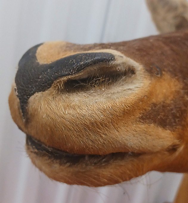 Rare Vintage West African Shoulder Mount Antelope Deer Taxidermy — photo 5