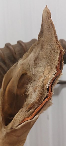 Rare Vintage West African Shoulder Mount Antelope Deer Taxidermy — photo 6