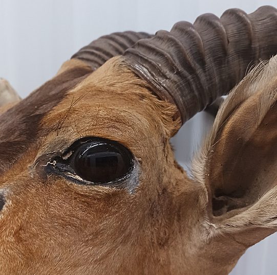 Rare Vintage West African Shoulder Mount Antelope Deer Taxidermy — photo 7