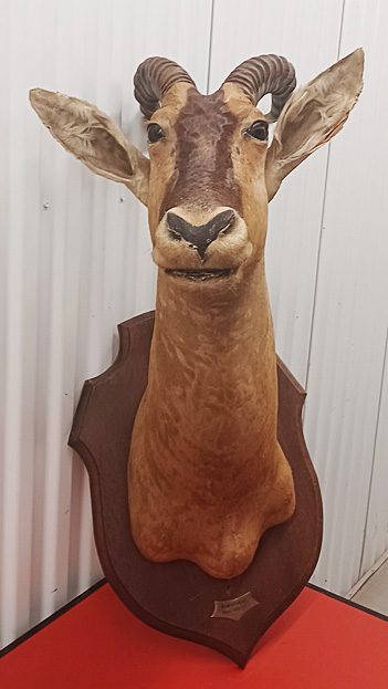 Rare Vintage West African Shoulder Mount Antelope Deer Taxidermy — photo 9