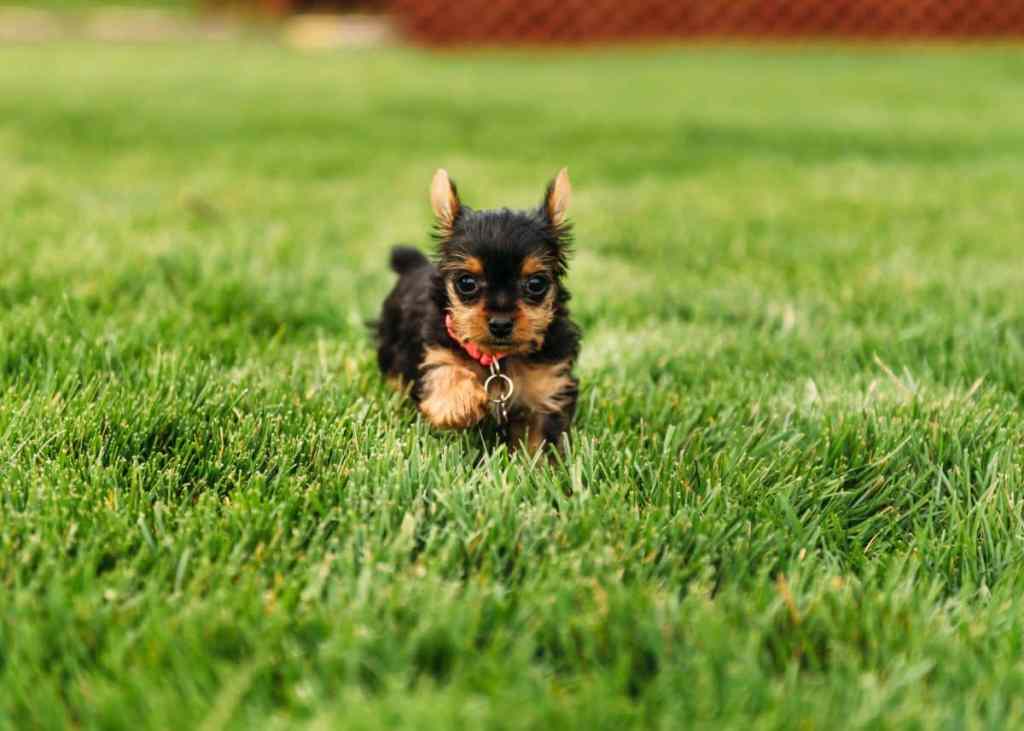 Yorkshire Terrier Puppies For Sale