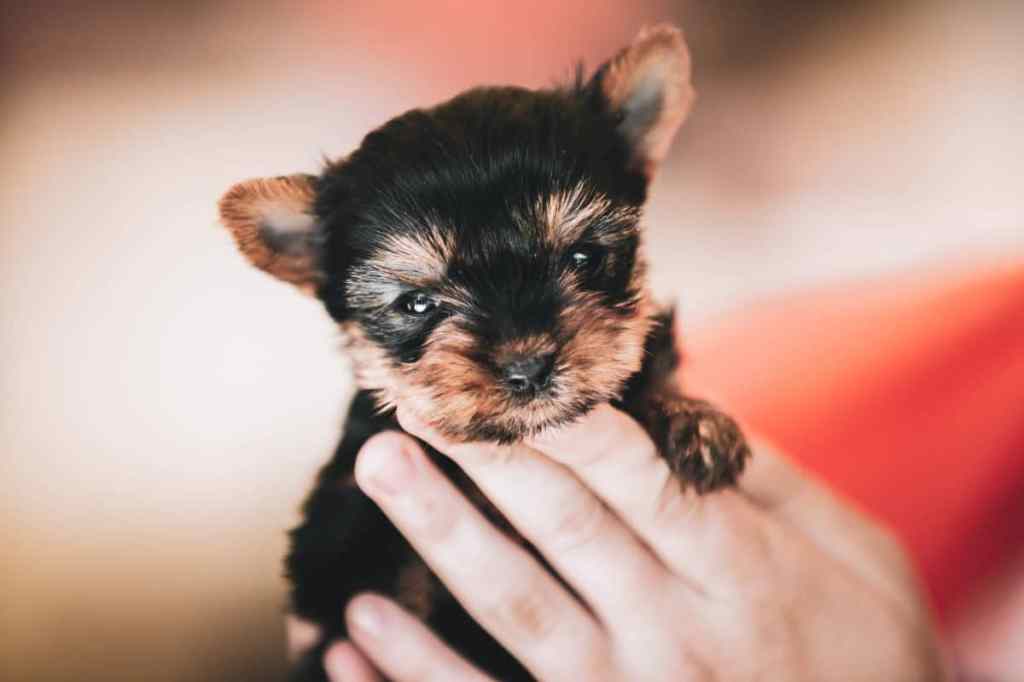 Yorkshire Terrier Puppies For Sale — photo 2