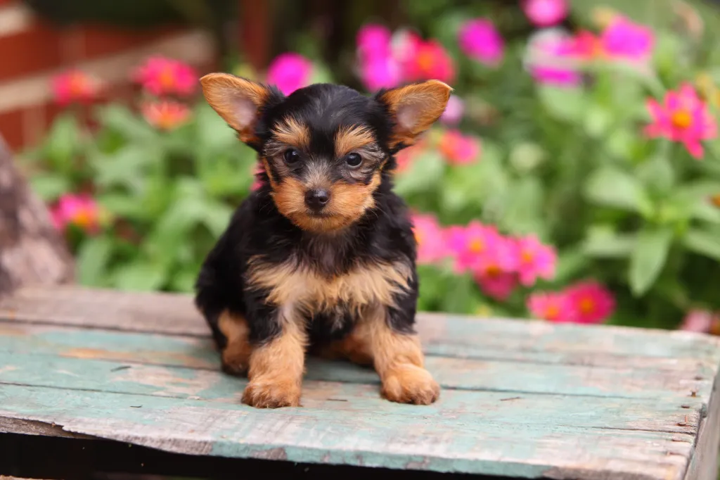 Yorkshire Terrier Puppies For Sale — photo 3