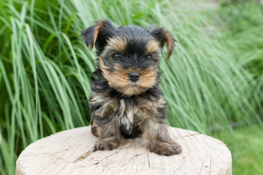 Yorkshire Terrier Puppies For Sale — photo 4
