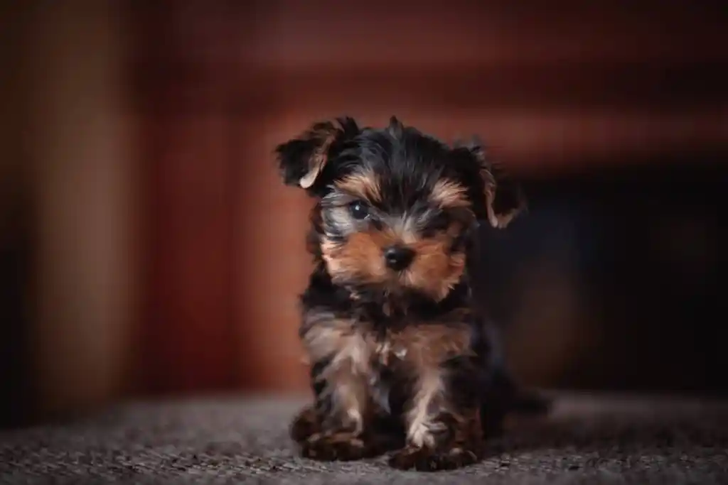 Yorkshire Terrier Puppies For Sale — photo 5